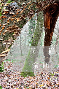 花唄逾期6個月2000多 花唄欠2000逾期兩個月會怎么樣