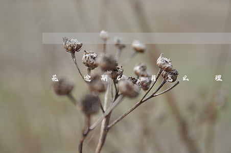 花唄逾期6個月怎么處理
