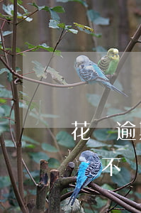 花唄逾期6天會影響嗎(支付寶花唄逾期5天會不會有什么影響)