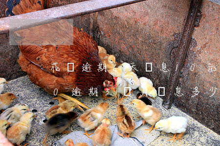 花唄逾期6天罰息10元(螞蟻借唄13500逾期3個月罰息多少)