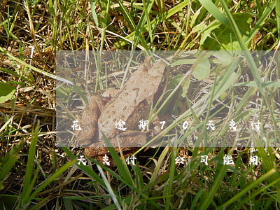 花唄逾期70天支付寶公司-花唄逾期70天支付寶公司能用嗎