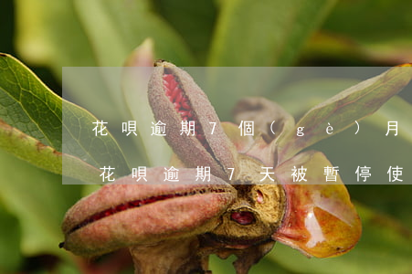 花唄逾期7個(gè)月多久恢復(fù)(花唄逾期7天被暫停使用要多久才能恢復(fù))