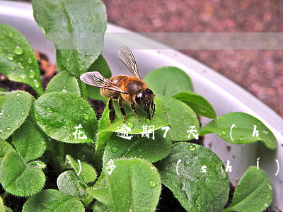 花唄逾期7天會(huì)暫停服務(wù)多長時(shí)間-花唄逾期7天被暫停使用要多久才能恢復(fù)