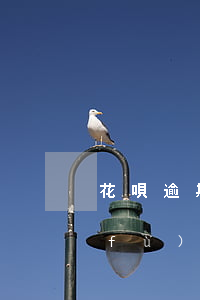 花唄逾期7天被暫停使用要多久才能恢復(fù)-花唄逾期7天被暫停使用要多久才能恢復(fù)正常