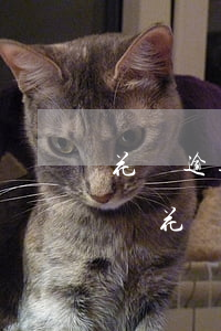 花唄逾期7天要利息嗎(花唄逾期7天上征信嗎?花唄逾期有什么后果)