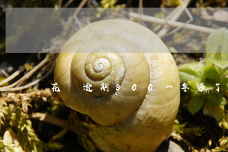 花唄逾期800一年多了怎么辦-
