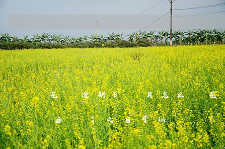 花唄逾期8個月怎么還(花唄逾期8天還了之后還了之后可以繼續(xù)使用嗎)
