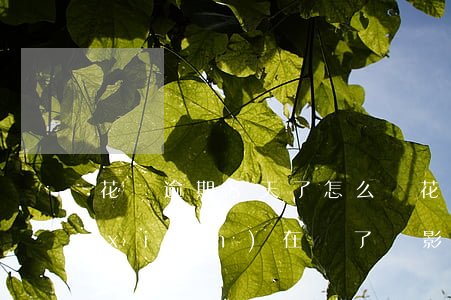 花唄逾期8天了怎么辦(花唄逾期了8天,現(xiàn)在還了,會影響征信嗎)