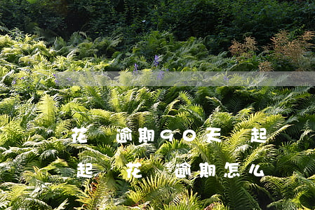 花唄逾期90天會起訴嗎(花唄逾期多久會被起訴?花唄逾期怎么辦)