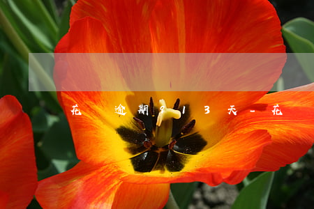 花唄逾期9 13天-花唄逾期9 13天