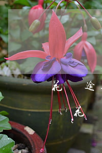 花唄逾期9個(gè)月會(huì)怎么樣(花唄逾期9個(gè)月會(huì)怎么樣)