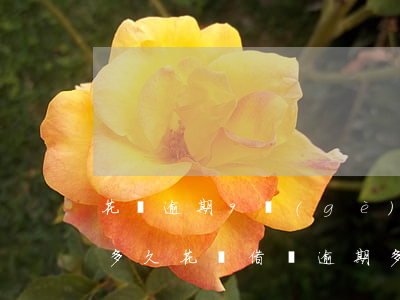 花唄逾期9個(gè)月風(fēng)控多久(花唄借唄逾期多少天會(huì)起訴逾期9天1萬多元)