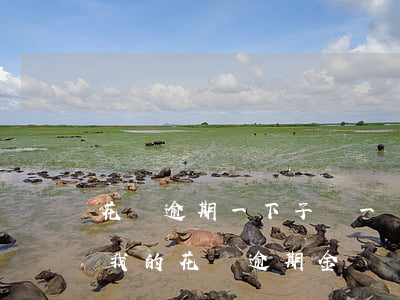 花唄逾期一下子還一點(diǎn)(為什么我的花唄逾期金額還進(jìn)去還是不能用)