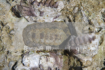 花唄逾期一個(gè)月半年了都不能用-花唄逾期1個(gè)月后還款后還能使用嗎?
