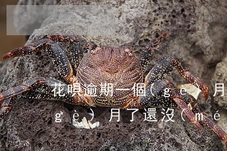花唄逾期一個(gè)月后解封(花唄兩個(gè)月了還沒(méi)解封)