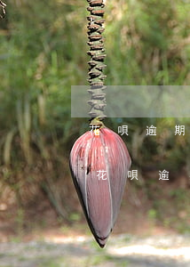 花唄逾期一個(gè)月嚴(yán)重嗎(花唄逾期一個(gè)月嚴(yán)重嗎)
