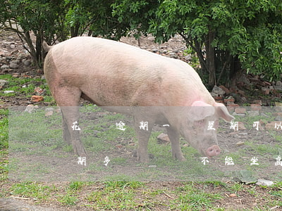 花唄逾期一個星期可以買高鐵票嗎-花唄逾期多長時間不能坐高鐵