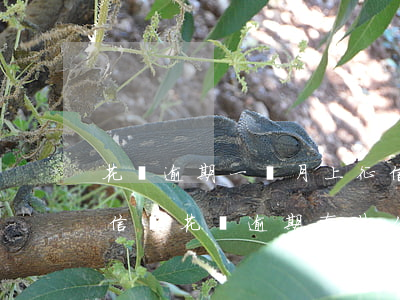 花唄逾期一個月上征信么(花唄逾期幾天上征信嗎?花唄逾期有什么后果)