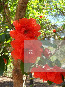 花唄逾期一個月和一年有什么區(qū)別-花唄逾期1個月會永久關閉嗎
