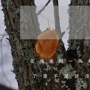 花唄逾期一兩天又沒事(花唄逾期1天后還清了是不是就沒事了)