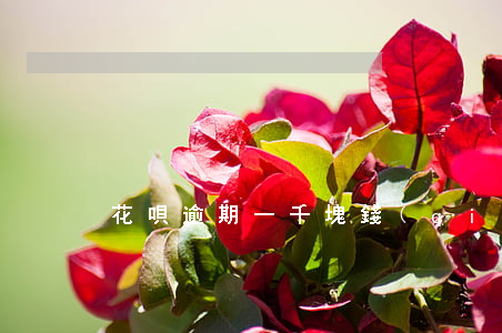 花唄逾期一千塊錢(qián)逾期一年