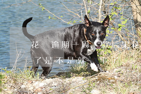 花唄逾期一周還款后果(花唄逾期1天后還清了是不是就沒事了)