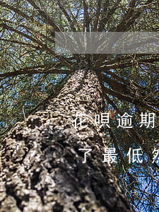 花唄逾期一天不能使用嗎(花唄逾期兩天后還了最低然后就不能用了)