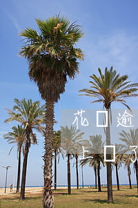 花唄逾期一天后馬上還了(花唄逾期一天后馬上還了)