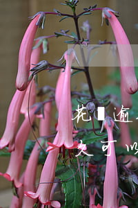 花唄逾期一天多久可以再用(花唄逾期一天多久可以再用)