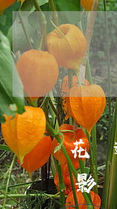 花唄逾期一天影響買房嗎(支付寶花唄逾期會影響以后貸款買房嗎)