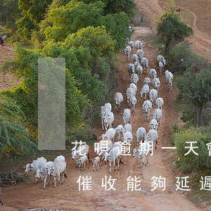 花唄逾期一天會來催收嗎(花唄逾期被打電話催收能夠延遲幾天嗎)