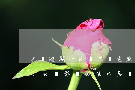 花唄逾期一天會影響芝麻信用卡-花唄逾期1天會影響征信以后買不了房子嗎