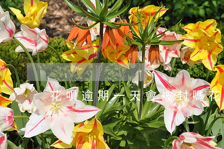 花唄逾期一天會被封嗎(花唄幾天不還會封)