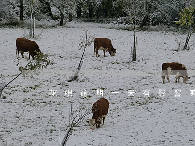 花唄逾期一天有影響嘛