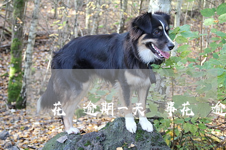 花唄逾期一天沒事（花唄逾期一天沒事）