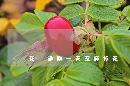 花唄逾期一天芝麻分(花唄逾期一天芝麻分)