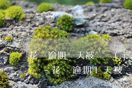 花唄逾期一天被凍結(jié)了要怎么恢復-花唄逾期1天被暫停使用要多久才能恢復