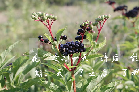 花唄逾期一天還清后還能正常用么-花唄逾期1天還了之后還了影響使用嗎
