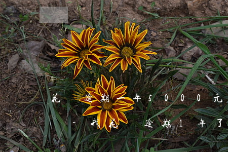 花唄逾期一年5000元會(huì)怎么樣-我花唄逾期1年了7千塊,會(huì)不會(huì)被起訴