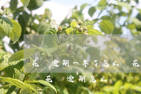 花唄逾期一年了怎么辦(花唄逾期多久會被起訴?花唄逾期怎么辦)