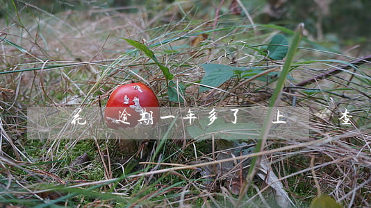 花唄逾期一年多了會上門調查嗎-