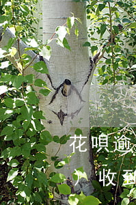 花唄逾期一年多會(huì)不會(huì)收到律師函-螞蟻花唄逾期1年多少他們說(shuō)要發(fā)律師函給我