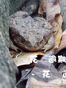 花唄逾期一年多還清多久恢復(fù)額度-花唄逾期1年后還清了是不是就沒事了