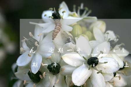 花唄逾期一年會(huì)上征信嗎(花唄逾期一年會(huì)上征信嗎)