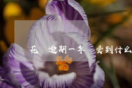 花唄逾期一年會受到什么樣的懲罰