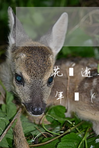 花唄逾期一年沒(méi)事嗎(花唄逾期一年沒(méi)事嗎)