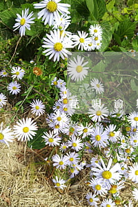 花唄逾期一年能立案嗎
