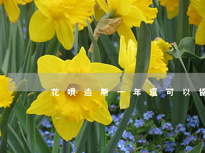 花唄逾期一年還可以協(xié)商延期嗎-