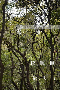 花唄逾期一年還款后還(花唄逾期后還完了,已經(jīng)二年了還么恢復(fù))