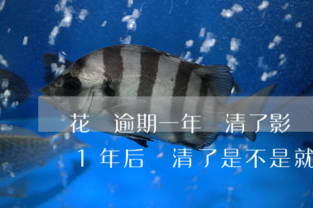 花唄逾期一年還清了影響征信嗎-花唄逾期1年后還清了是不是就沒事了